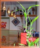 Green Leaves Chinese Restaurant, Chinese Restaurants in Maine, York County Maine Chinese Restaurant